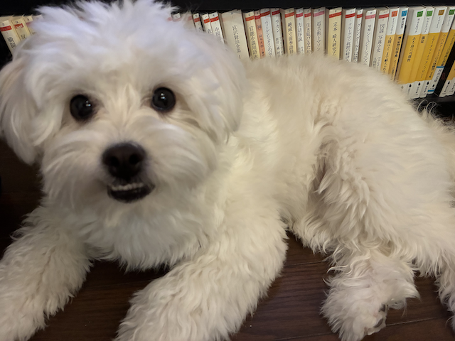 a sitting dog